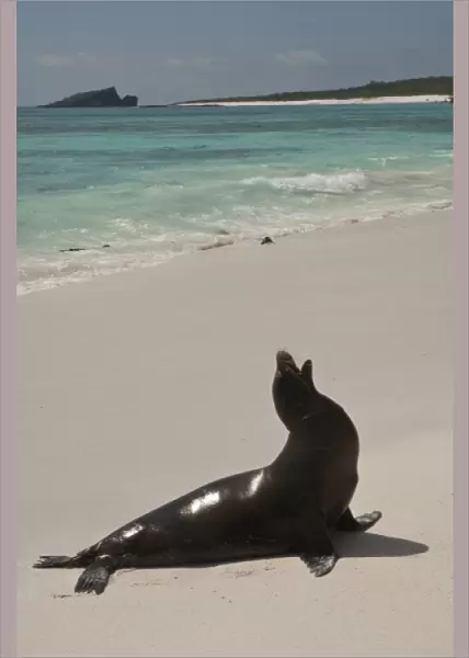 Galapagos Sealion (Zalophus wollebaeki)