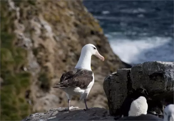 Falkland Islands, West Falkland, West Point Island. Black-browed albatross adult on cliff edge