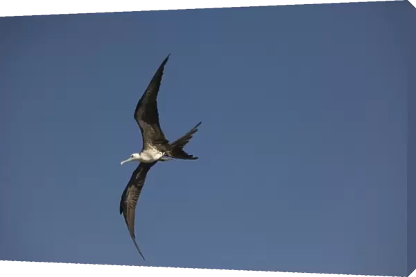 Great frigate bird (Fregata minor) in flight against blue sky, Placencia, Stann Creek District