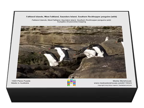 Falkland Islands, West Falkland, Saunders Island. Southern Rockhopper penguins (wild