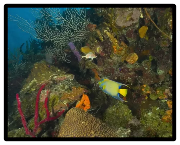 Queen Angelfish, colorful tropical reef, Half Moon Caye, World Heritage Site, Belize