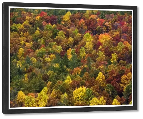 Autumn foliage pattern on slope of southern Appalachian Mountains, near Grandfather Mountain