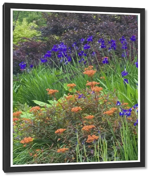 Bellevue Botanical Garden, Bellevue Washington - Springtime with foreground Euphorbia