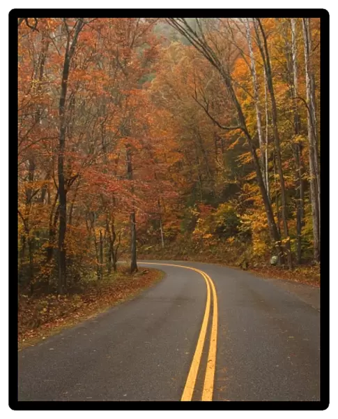 USA, North America, North Carolina, Great Smoky Mountain NP. Road through the Smokies in late fall