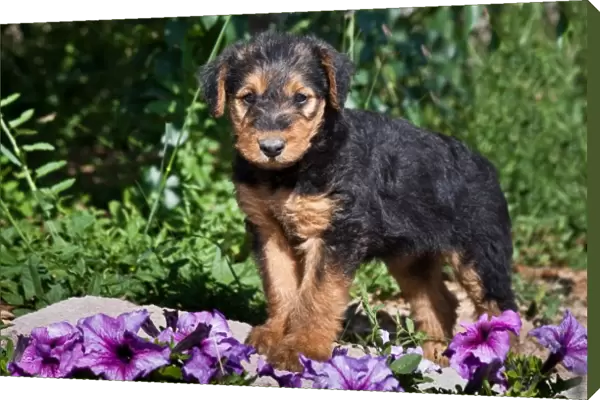 An Airedale puppy standing on a small rock with purple flowers around
