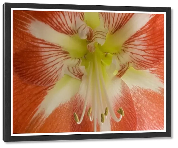 USA, Oregon, Bend. This close-up of an amaryllis flower clearly shows the stamen