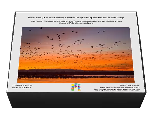 Snow Geese (Chen caerulescens) at sunrise, Bosque del Apache National Wildlife Refuge