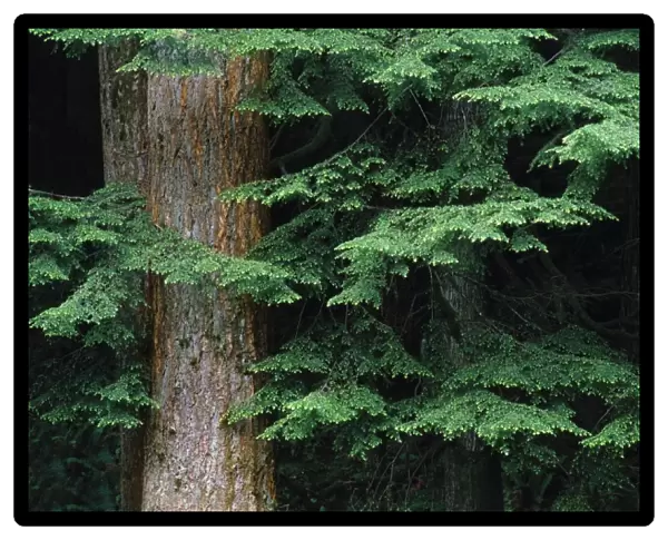USA, Oregon, Corvallis. New Douglas fir growth shades the trunk of an old growth