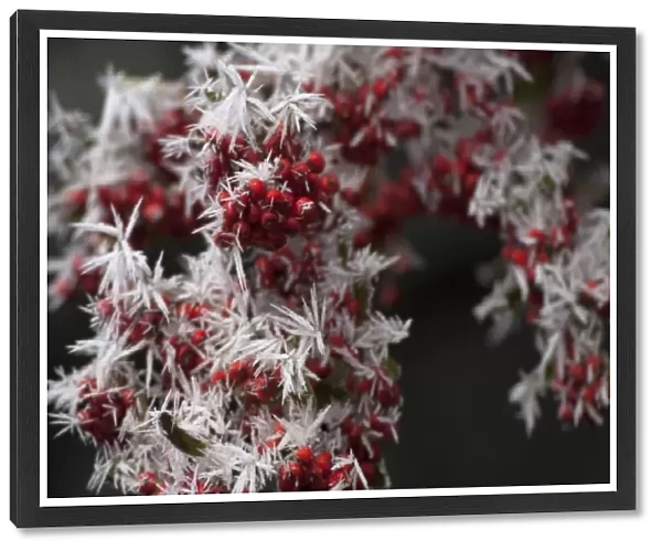 Red Berries with Frost