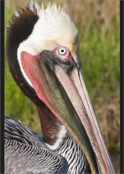 Texas, Port Aransas. Brown Pelican at Leonabelle Turnbull Birding Center