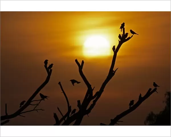 USA, Texas, McMullen County. Brown-headed cowbirds and setting sun