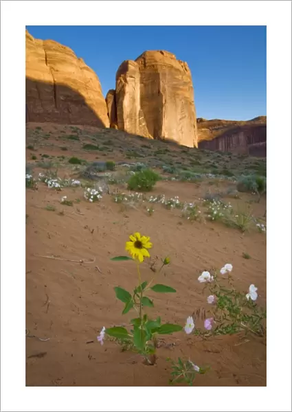 USA, Utah, Escalante Wilderness. Wildflowers in Coyote Gulch. (MR)