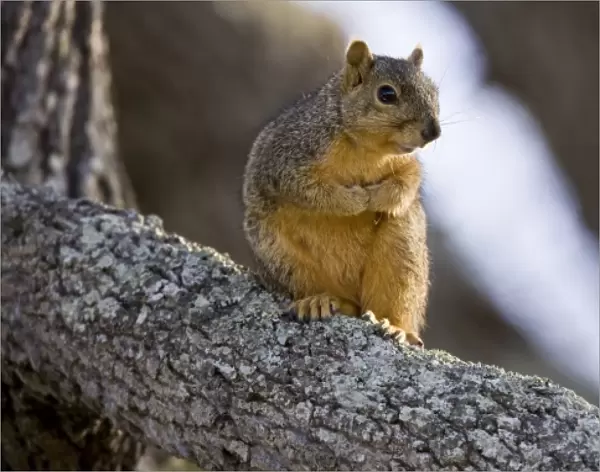 Fox Squirrel on oak branch, Welder Ranch, Coastal Texas