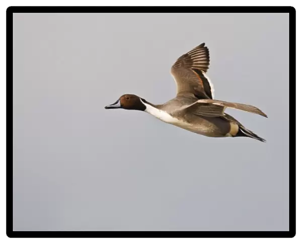 Northern Pintail (Anas acuta) male in flight, South Padre Island, Cameron Co. Texas, USA