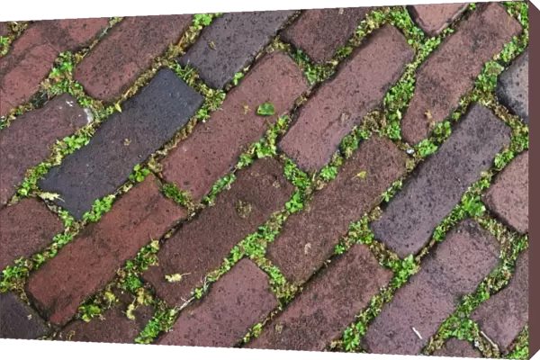 Charleston, South Carolina, USA. Moss grows between the bricks in historic Charleston