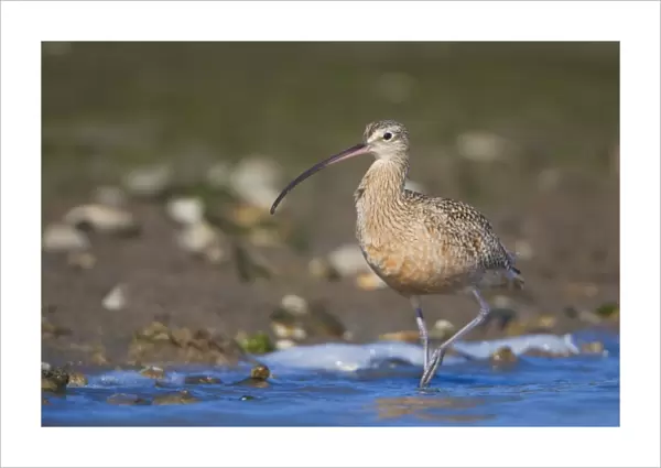 USA, California, Long-billed Curlew