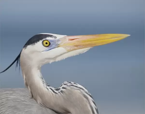 USA, Florida, Sanibel. Portrait of great blue heron in breeding plumage