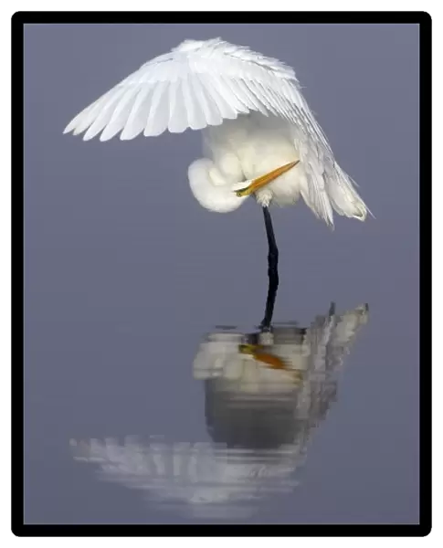 North America, USA, Florida, Merritt Island, a solitary great egret gracefully bending