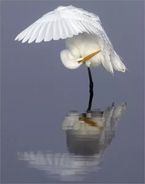 North America, USA, Florida, Merritt Island, a solitary great egret gracefully bending