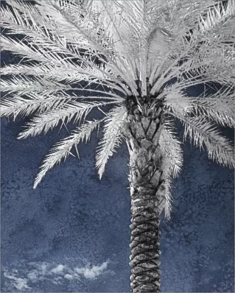 North America, Florida, Orlando, infrared stately palm tree against a blue sky and clouds