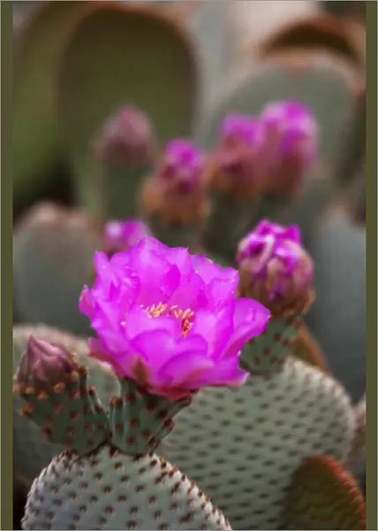 CA, Joshua Tree NP, flowering Beavertail cactus