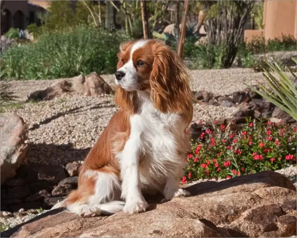 A Cavalier King Charles Spaniel sitting on a rock in a garden with wind blowing