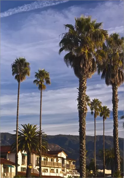 USA, California, Southern California, Santa Barbara, Cabrillo Boulevard, palms, morning