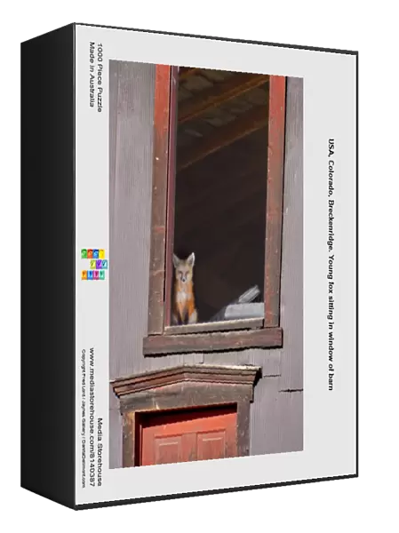 USA, Colorado, Breckenridge. Young fox sitting in window of barn