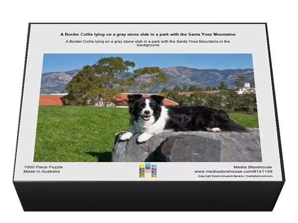 A Border Collie lying on a gray stone slab in a park with the Santa Ynez Mountains