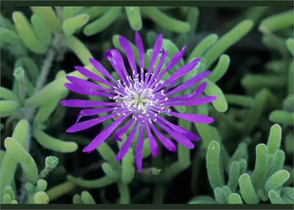 Flower, Tucson Botanical Gardens
