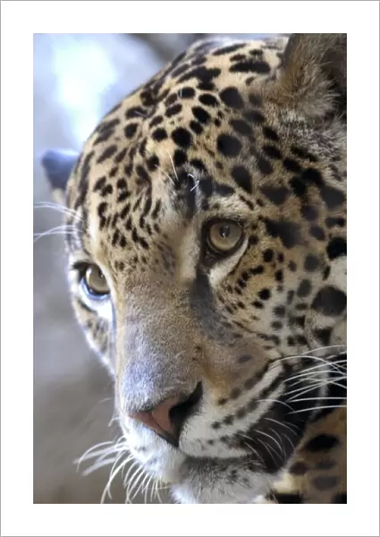 Portrait of Sacramento Zoos Female Jaguar (Panthera onca)