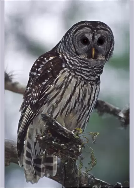 North America, USA, Florida, Cork Screw Swamp Sanctuary. Barred Owl (Strix varia)