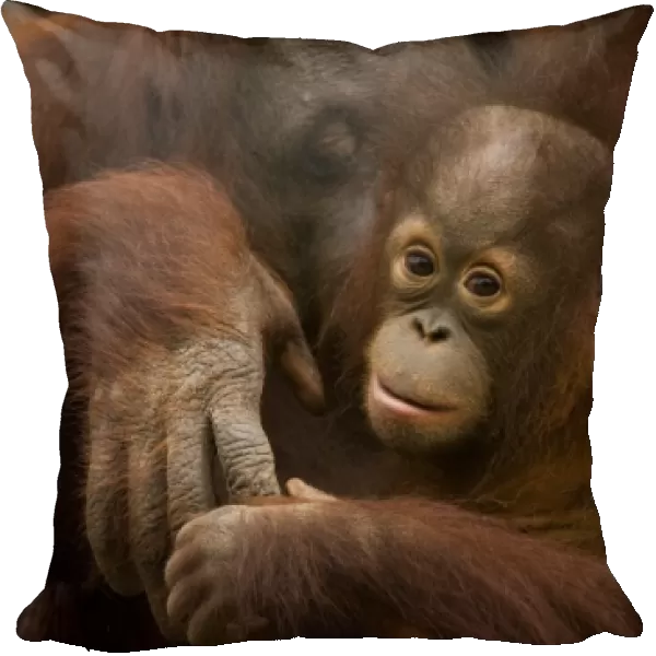 USA; Florida; Pensacola. Morther and baby orangutan at zoo