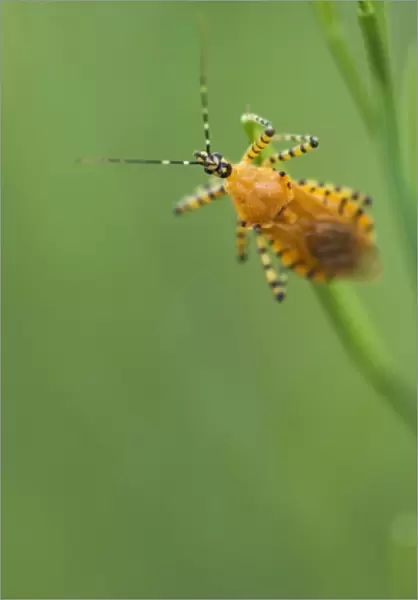 True Bug (Hemiptera), Pruitt landing, Log Cabin Trail, Buffalo National River, Arkansas