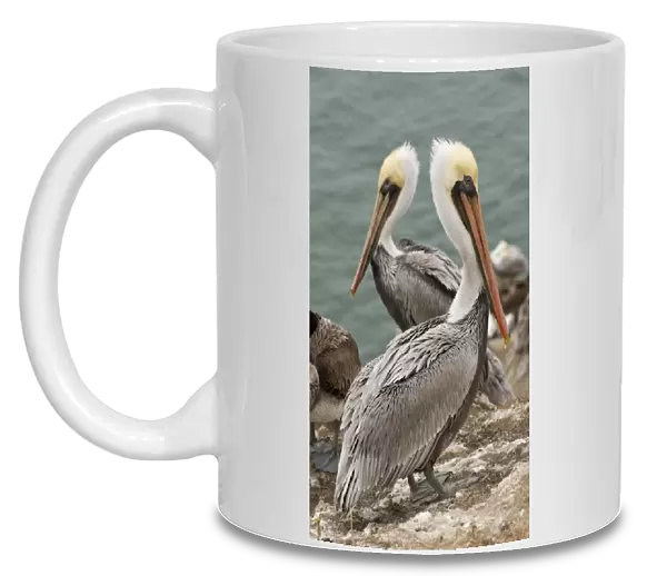 USA, CA, Pismo Beach. Brown Pelicans (Pelicanus occidentalis) on Pelican Point