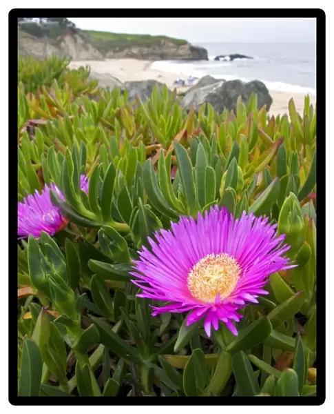 The flower of an ice plant on the California coast