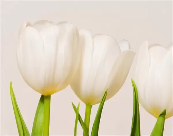 White tulips against a white background, Sammamish, Washington