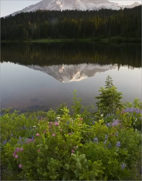WA, Mount Rainier National Park, Mt. Rainier reflected in Reflection Lake