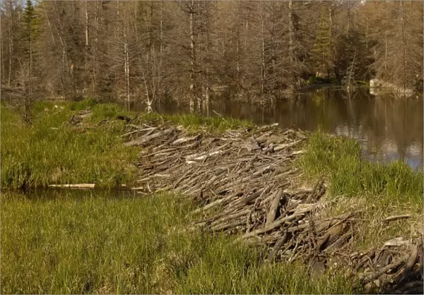 Part of a stick-and-mud dam across a stream with conical house indicates a beaver