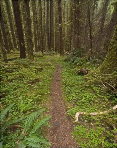 Hiking Trail Through Old-Growth Forest at Big Flat on the South Fork of the Hoh River