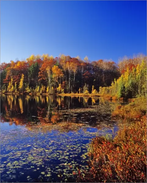Small pond reflects autumn colors in the Chequamegon- Nicolet National forest in