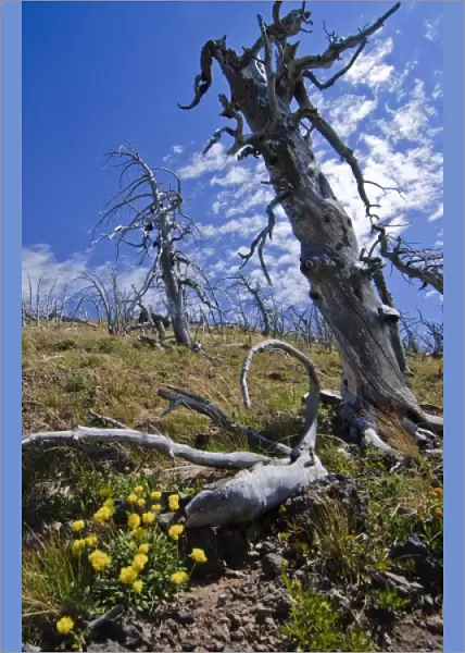 Tree Skeleton and Wildlfowers on the Mt. Sheridan Trail, Yellowstone backcountry
