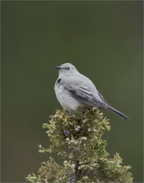 Adult Townsends Solitaire on juniper tree, Yellowstone NP, Wyoming