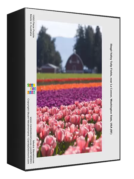 Skagit Valley Tulip Fields, near La Conner, Washington State, USA (RF)