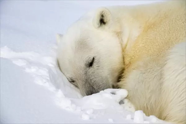 Norway, Svalbard, Spitsbergen Island, Polar Bear (Ursus maritimus) curls up to sleep