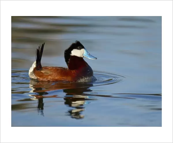 Displaying Male Ruddy duck on bird viewing preserve in Henderson, Nevada, just outside of Las Vegas