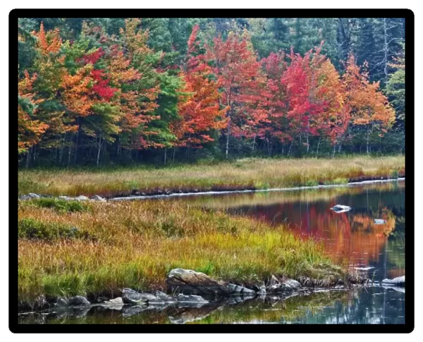 Fall colors along pond, Mount Desert Island, Maine