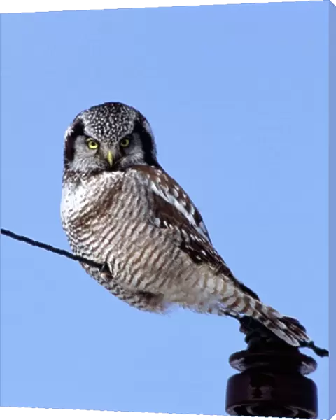 Northern Hawk Owl perched on a wire