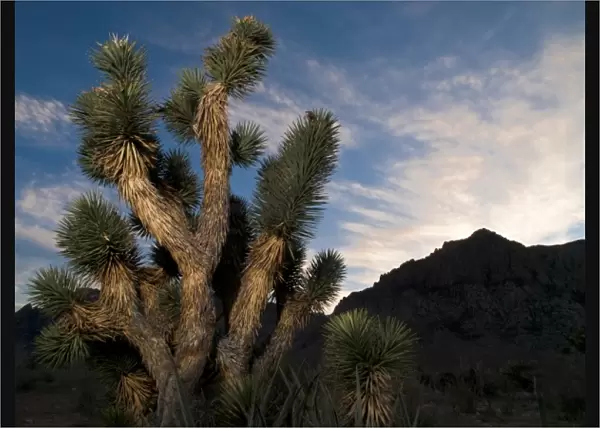 Joshua Tree in Red Rock Canyon Conservation Area, Nevada; sunset