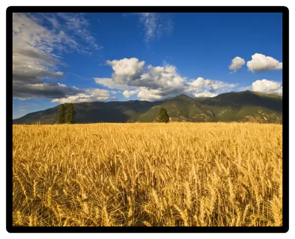 Mature stand of wheat sits below the Swan Mountain Range in the Flathead Valley of